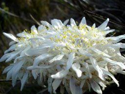 Lachnaea filamentosa many stamens, yellow anthers